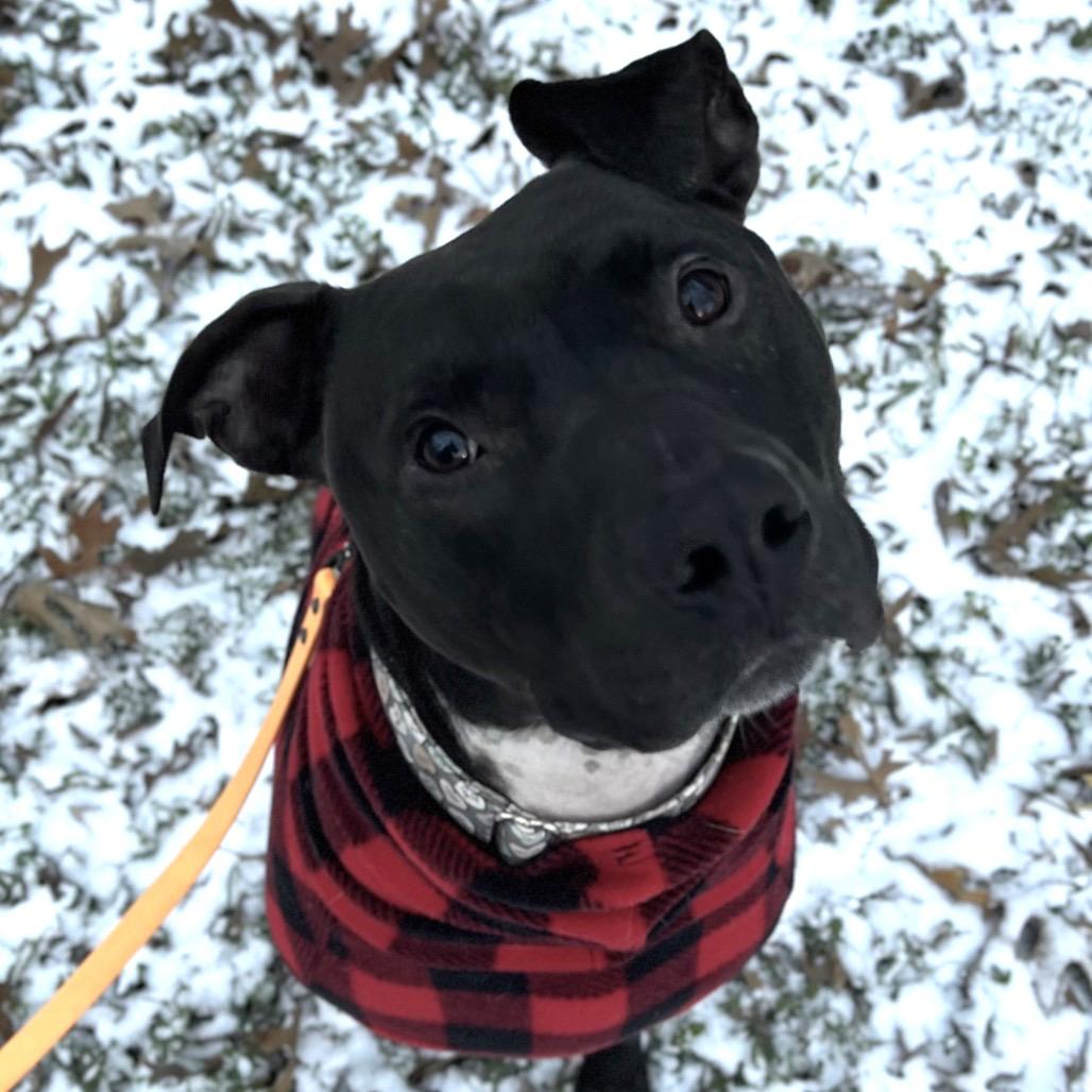 Enlarge Gonzo (CL-SS), a Adoptable Pit Bull Terrier in Austin, TX image 4/6