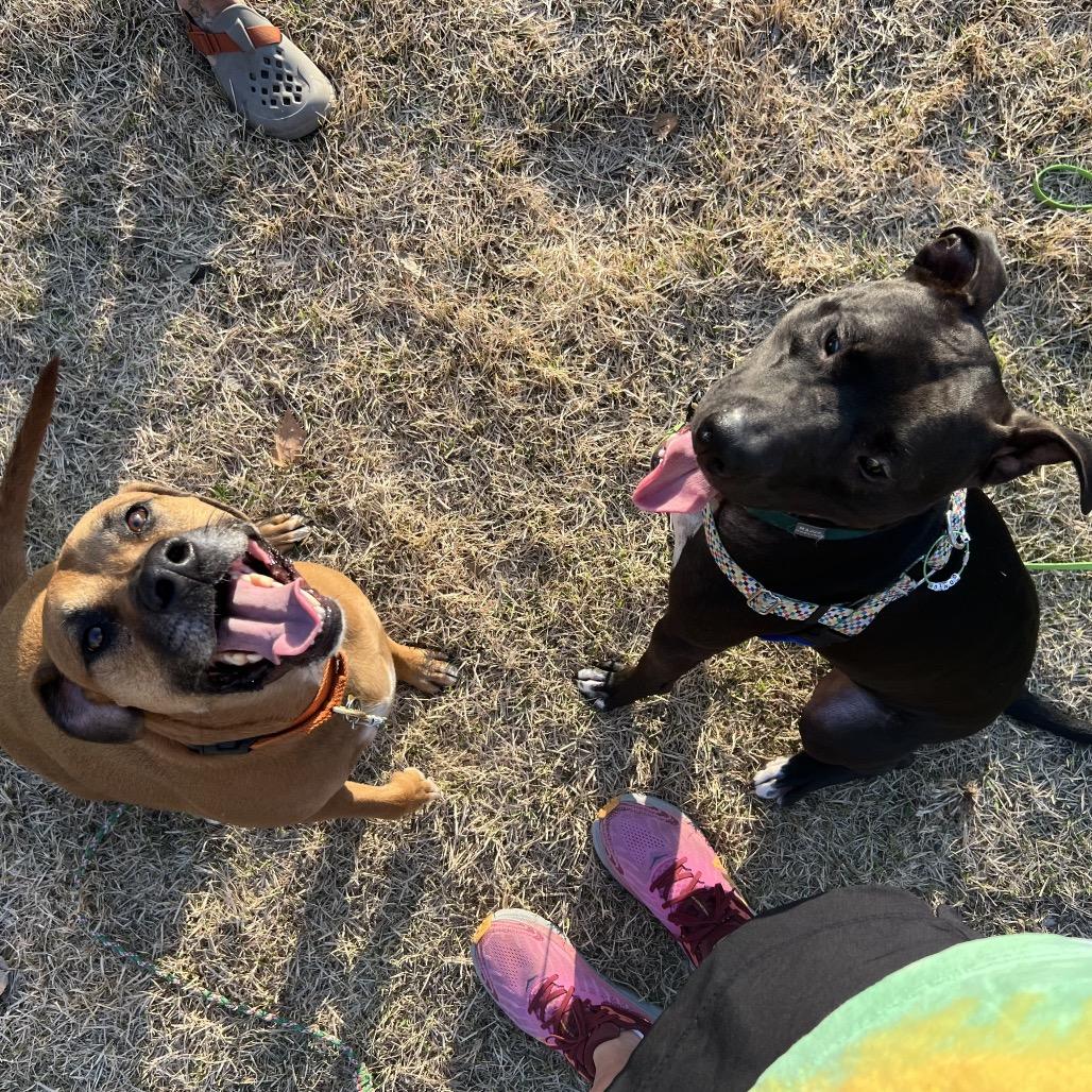 Enlarge Gonzo (CL-SS), a Adoptable Pit Bull Terrier in Austin, TX image 5/6