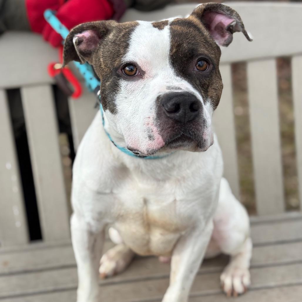 Enlarge Dandy, a Adoptable Pit Bull Terrier in York, PA image 1/6