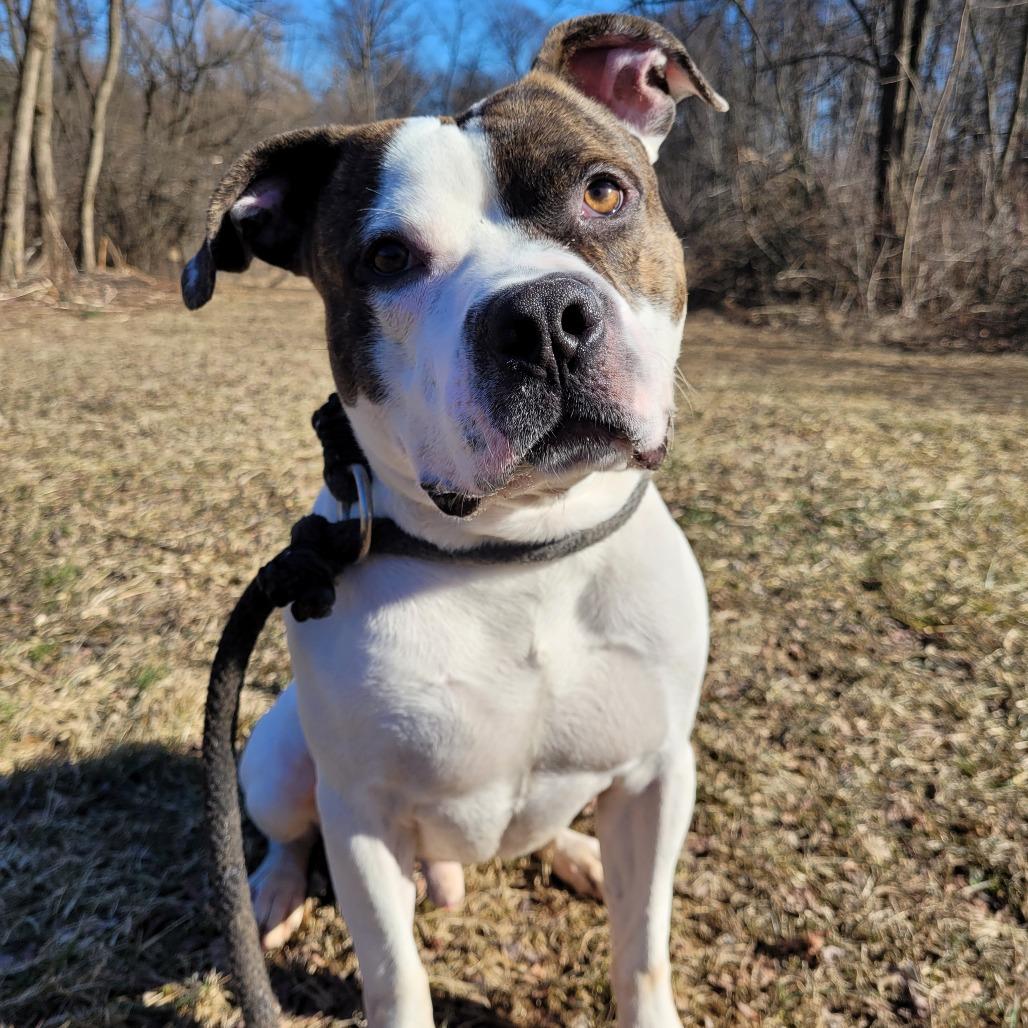 Enlarge Dandy, a Adoptable Pit Bull Terrier in York, PA image 2/6