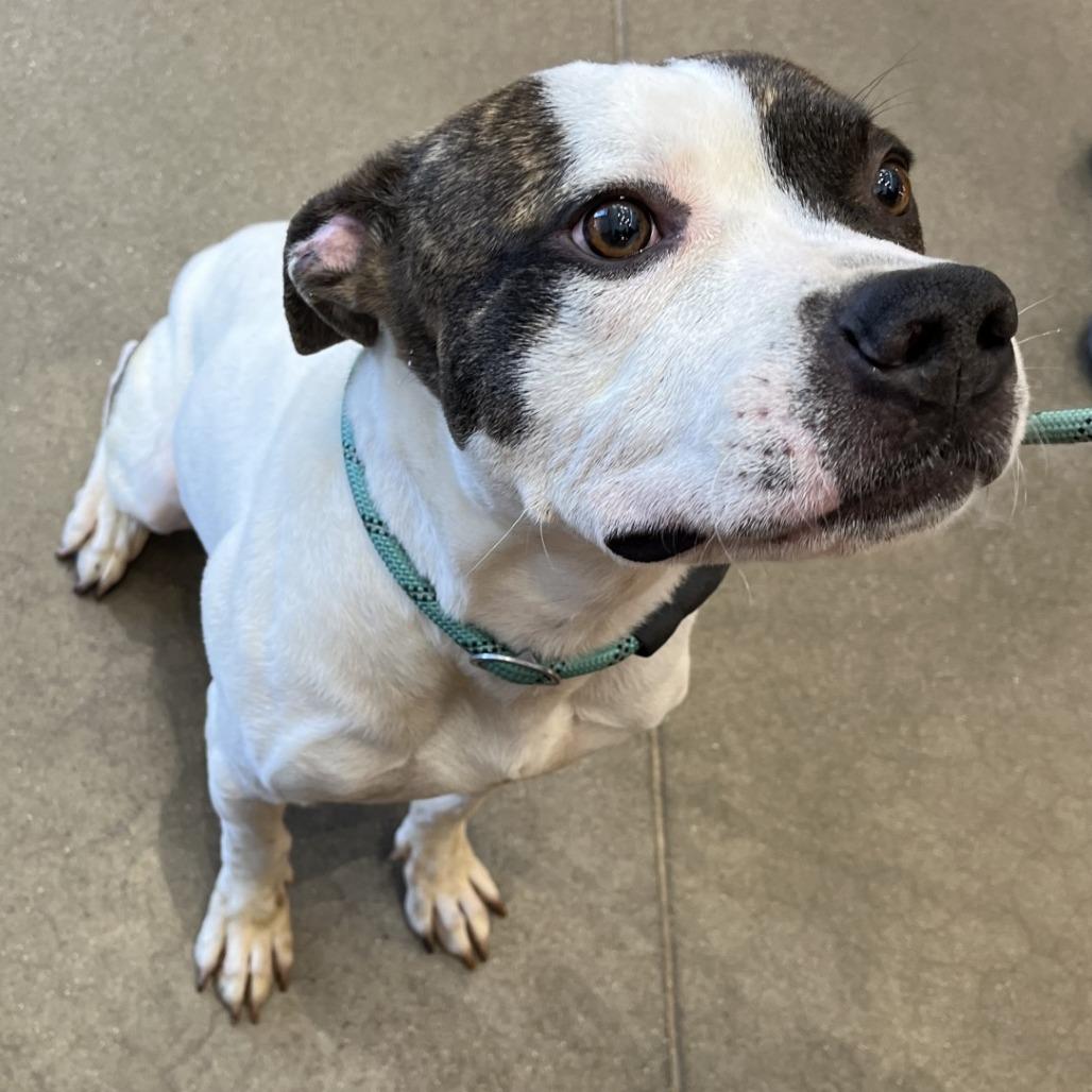 Enlarge Dandy, a Adoptable Pit Bull Terrier in York, PA image 3/6