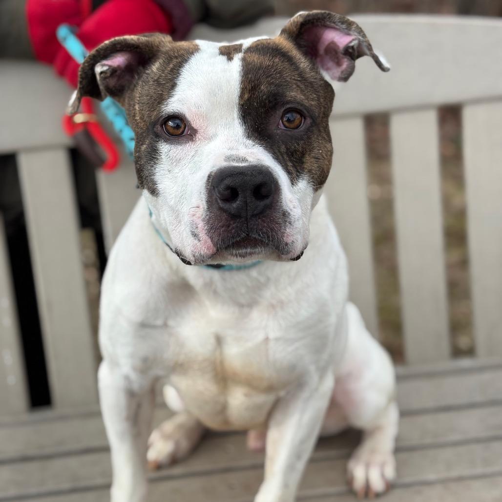 Enlarge Dandy, a Adoptable Pit Bull Terrier in York, PA image 4/6