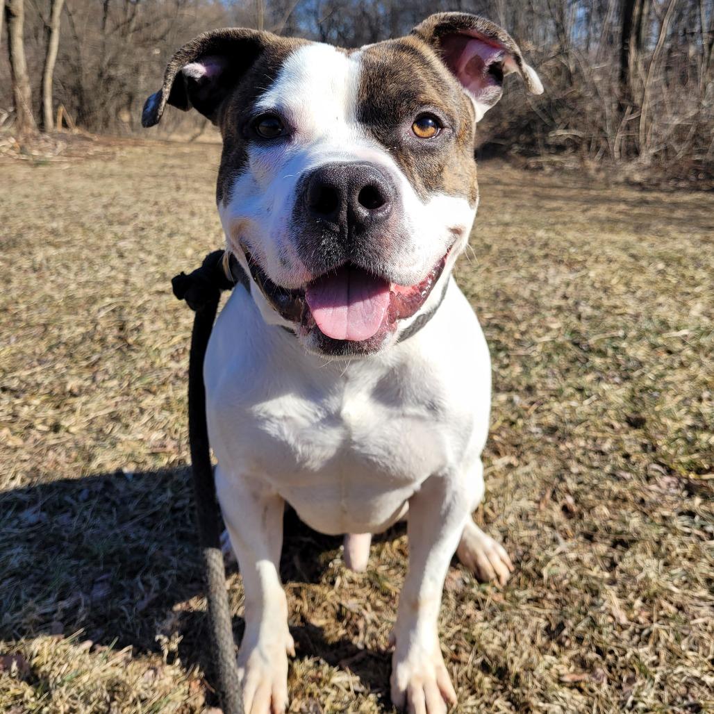 Enlarge Dandy, a Adoptable Pit Bull Terrier in York, PA image 4/6