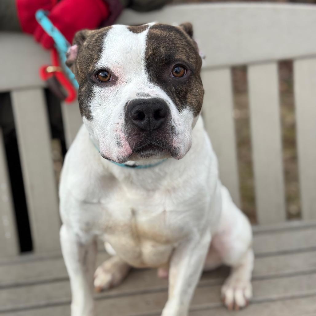 Enlarge Dandy, a Adoptable Pit Bull Terrier in York, PA image 5/6