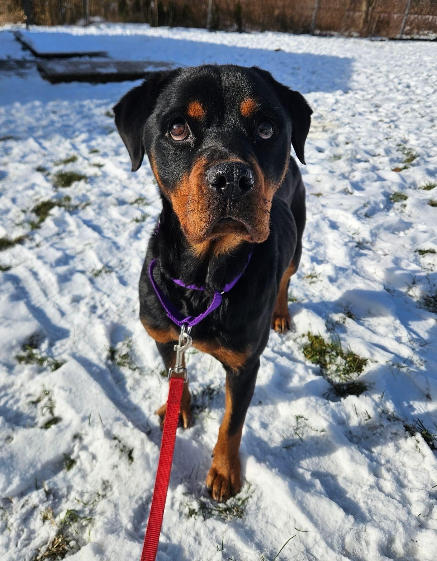 Jenny, ADOPTABLE, Young Female Rottweiler.