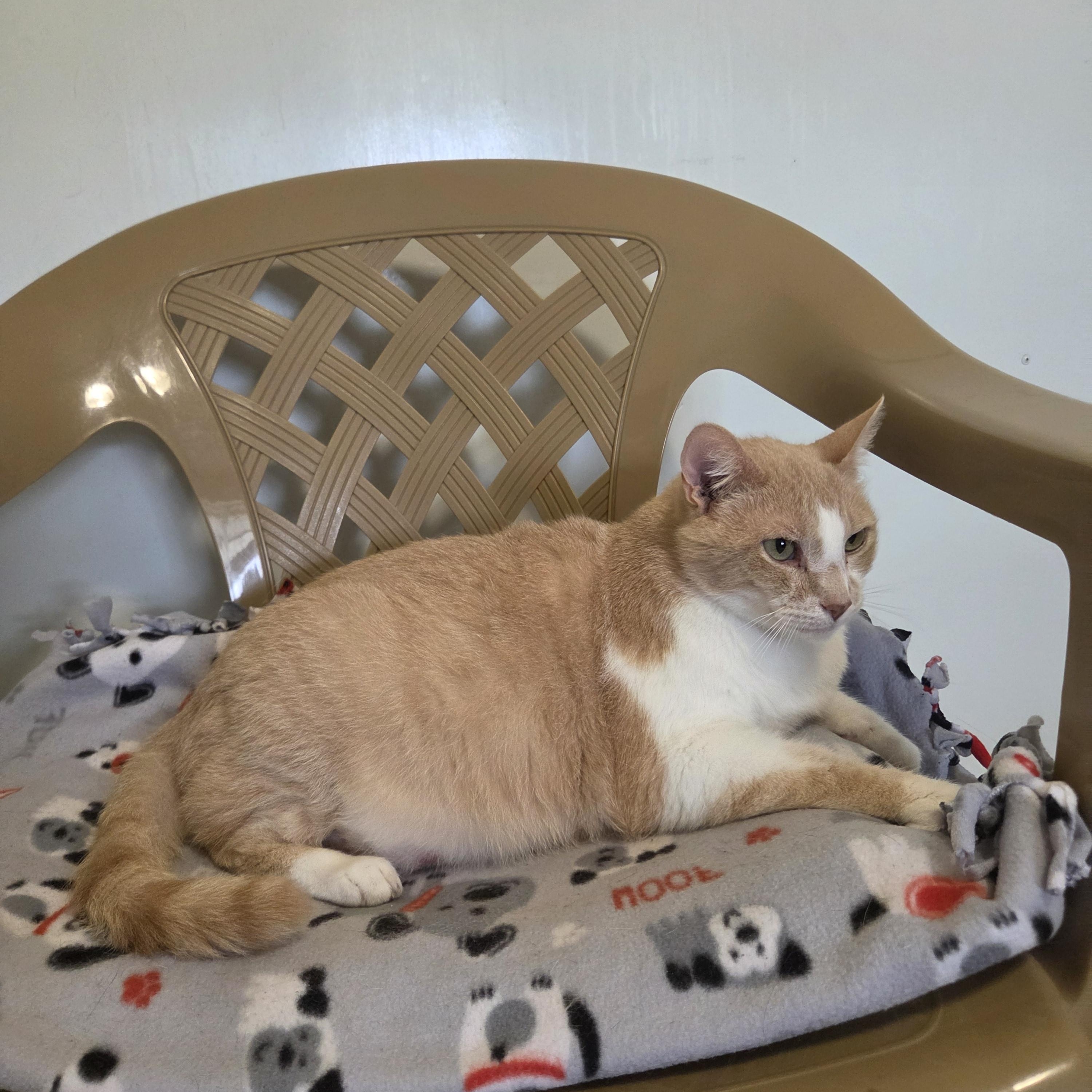 Firecracker, ADOPTABLE, Senior Male Domestic Short Hair.