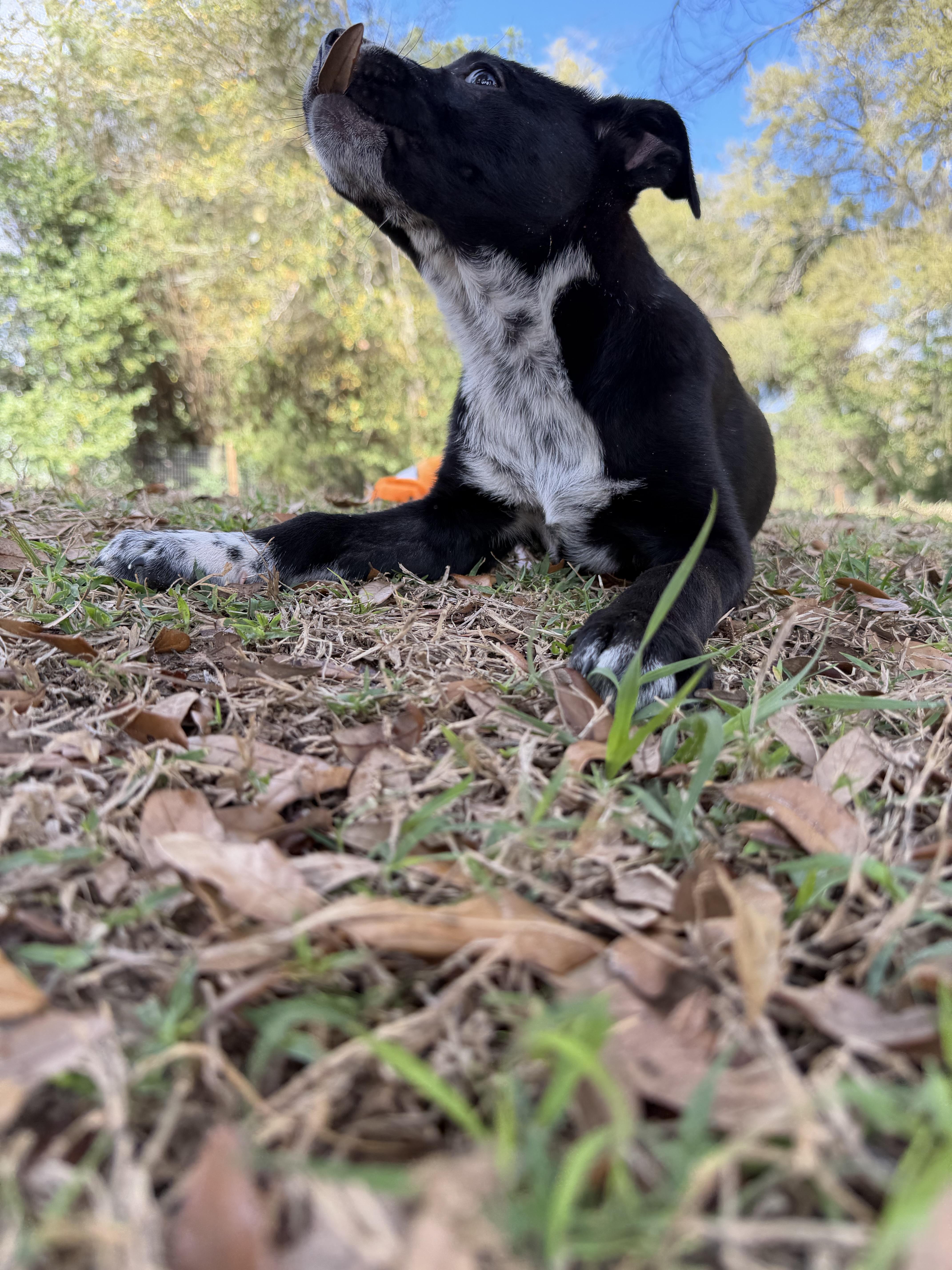 Dailey, a Adopted mixed breed in Bradenton, FL image 3/6