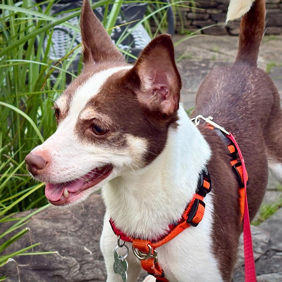 Enlarge Posey (VA), a Adoptable Rat Terrier in Alexandria, VA image 3/3