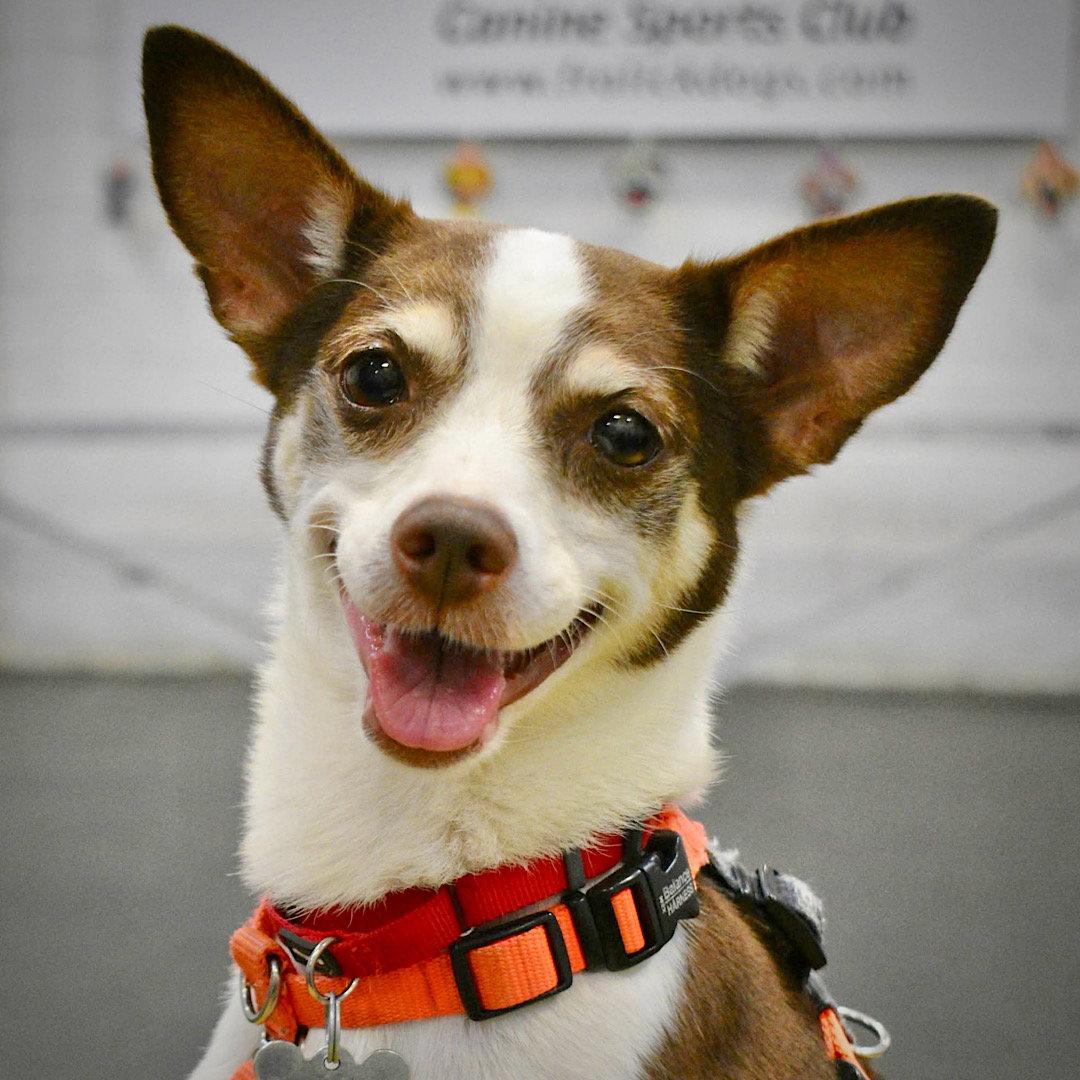 Enlarge Posey (VA), a Adoptable Rat Terrier in Alexandria, VA image 1/3