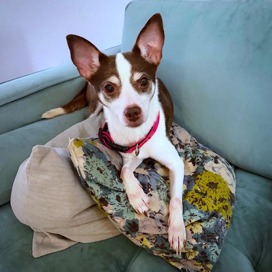 Posey (VA), Adoptable, Adult Female Rat Terrier.
