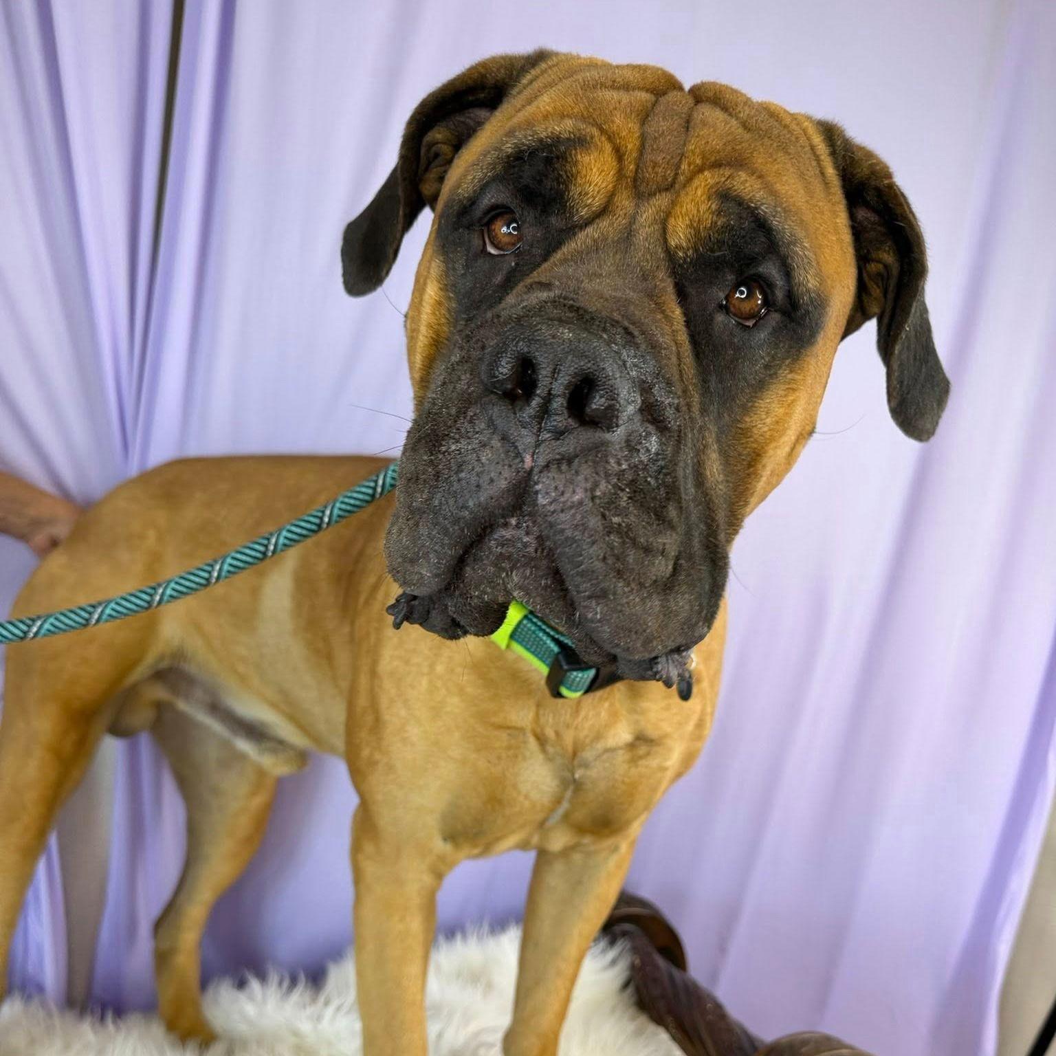 Snoop, Adoptable, Adult Male Mastiff.