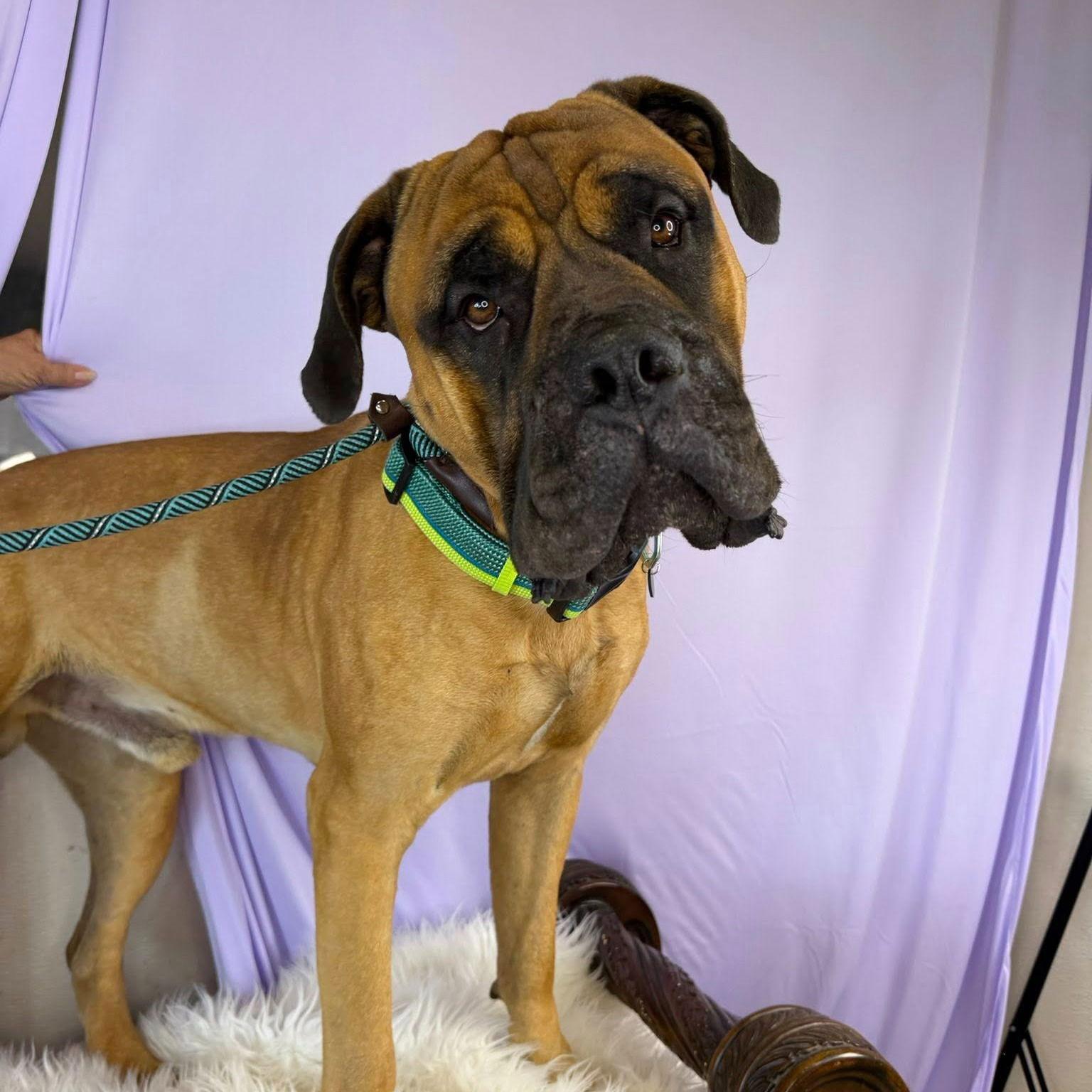 Enlarge Snoop, a Adoptable Mastiff in Glendale, AZ image 2/3