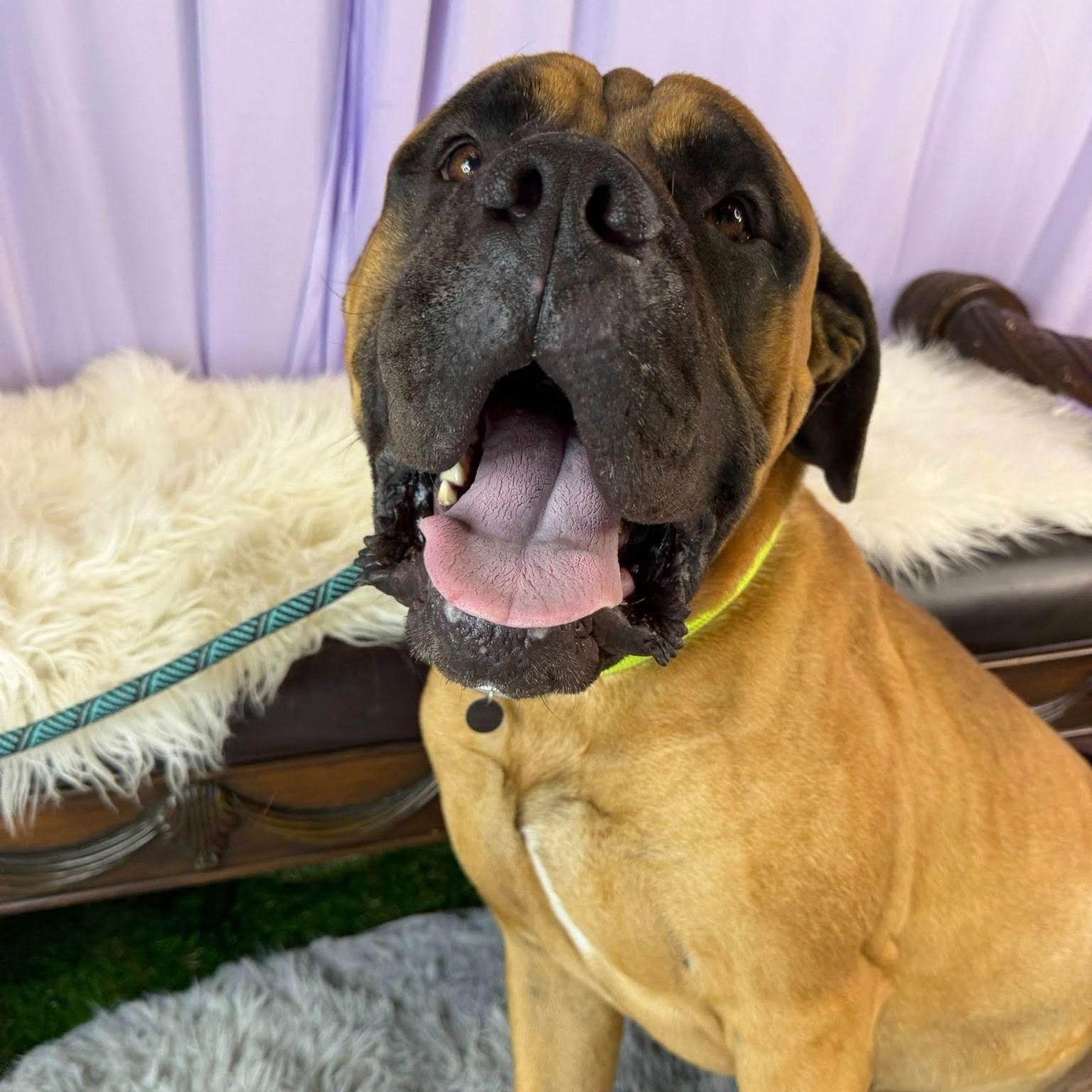 Snoop - adopted, Adoptable, Adult Male Mastiff.