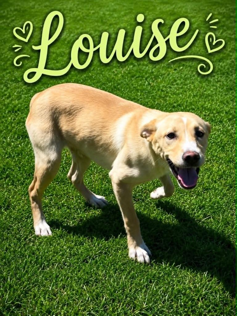 Louise, Adoptable, Puppy Female Labrador Retriever.