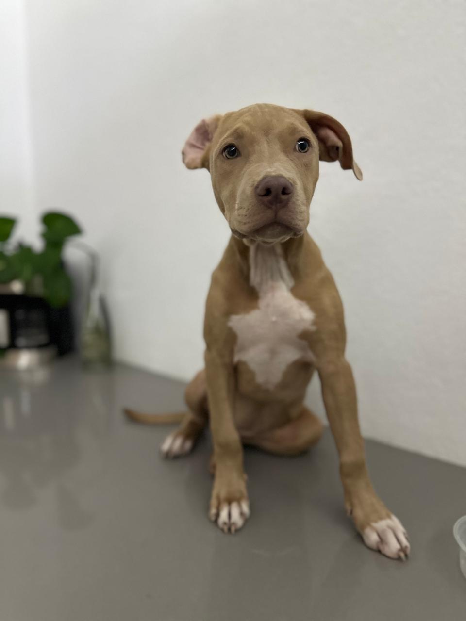 Candy, Young Female Pit Bull Terrier