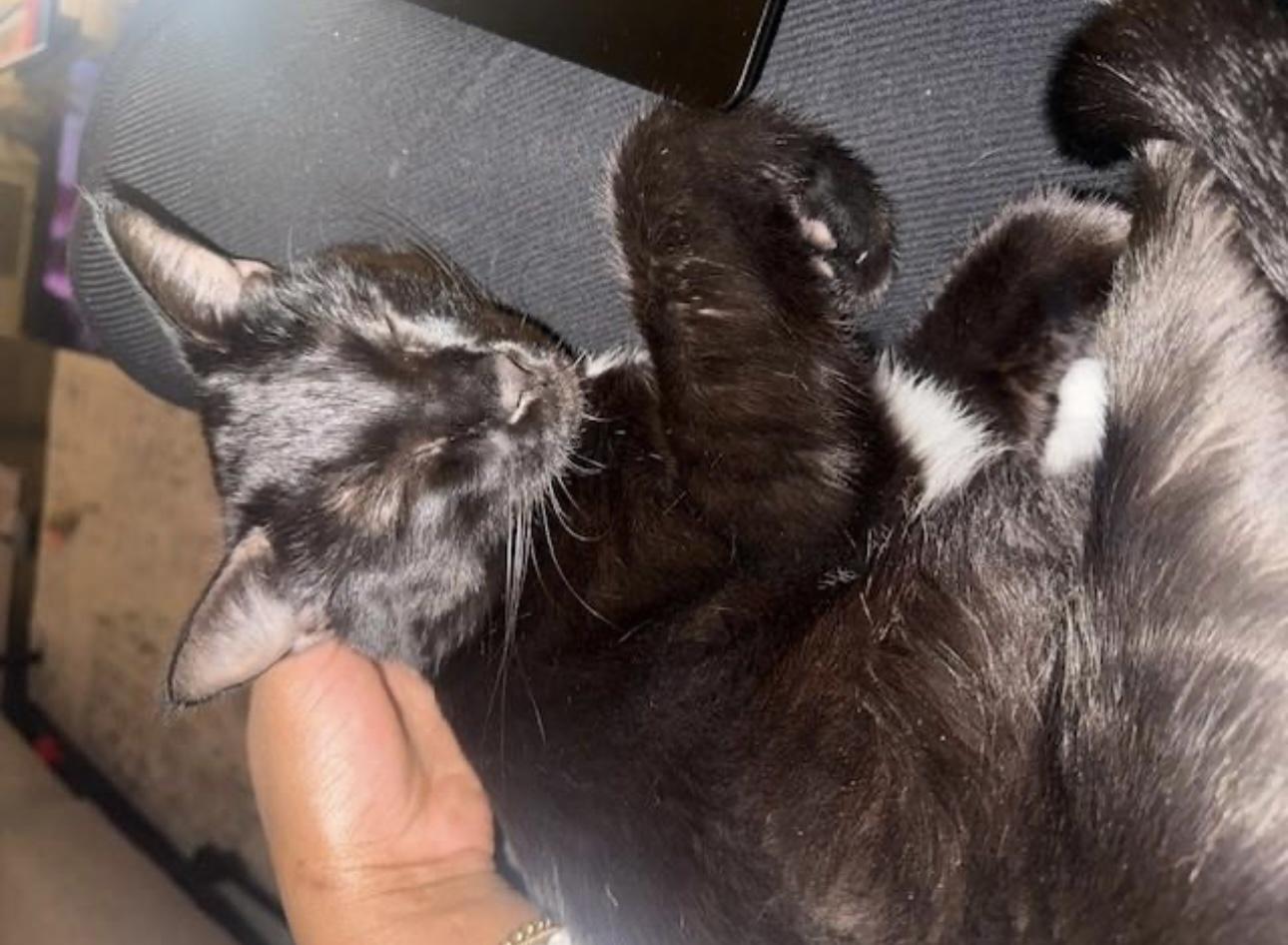 Gabbana — thumbnail 2