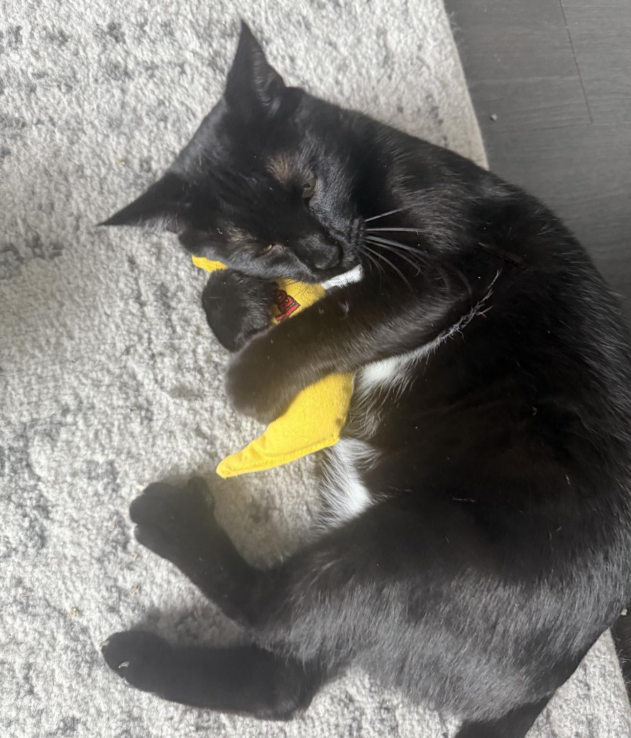 Gabbana — thumbnail 4