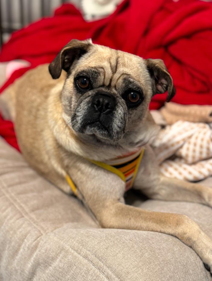 Enlarge Millie, a ADOPTABLE Pug in Los Angeles, CA image 4/4