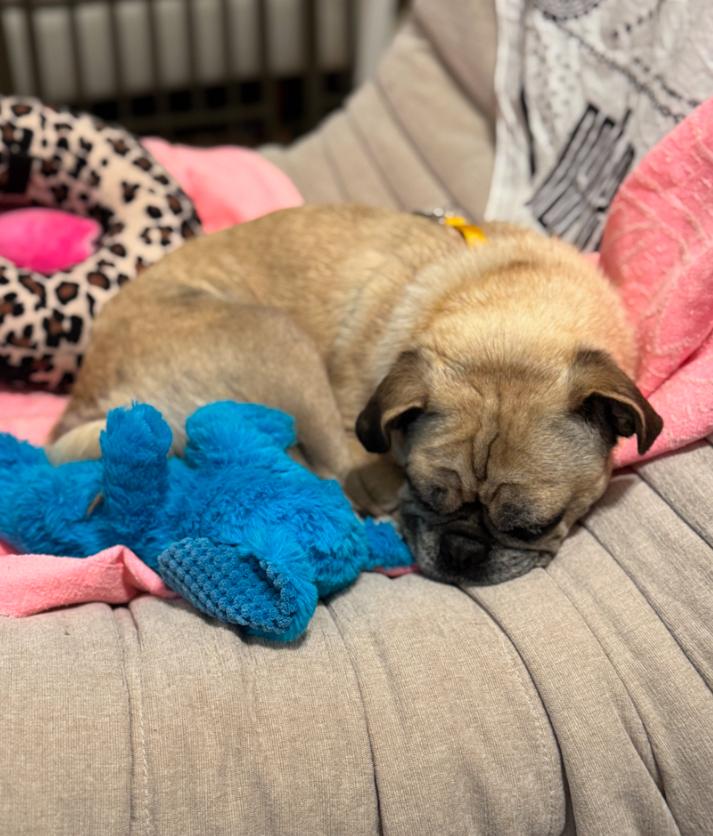 Enlarge Millie, a ADOPTABLE Pug in Los Angeles, CA image 3/4