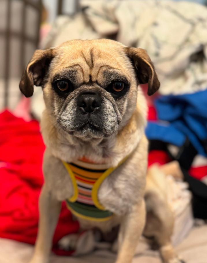 Millie, ADOPTABLE, Adult Female Pug.