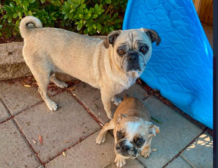 Enlarge Millie, a ADOPTABLE Pug in Los Angeles, CA image 2/4