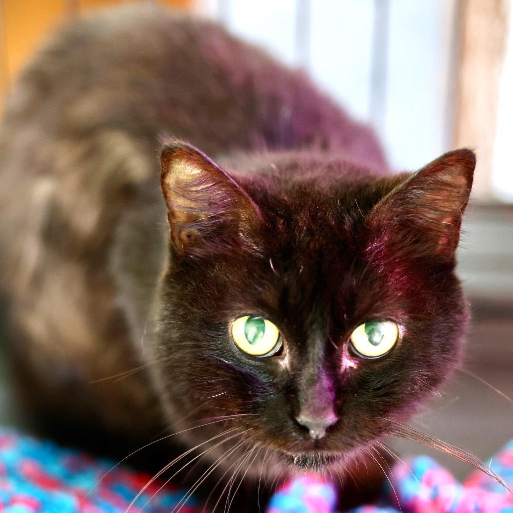 Enlarge Onyx, a Adoptable Domestic Medium Hair in Pahoa, HI image 1/4