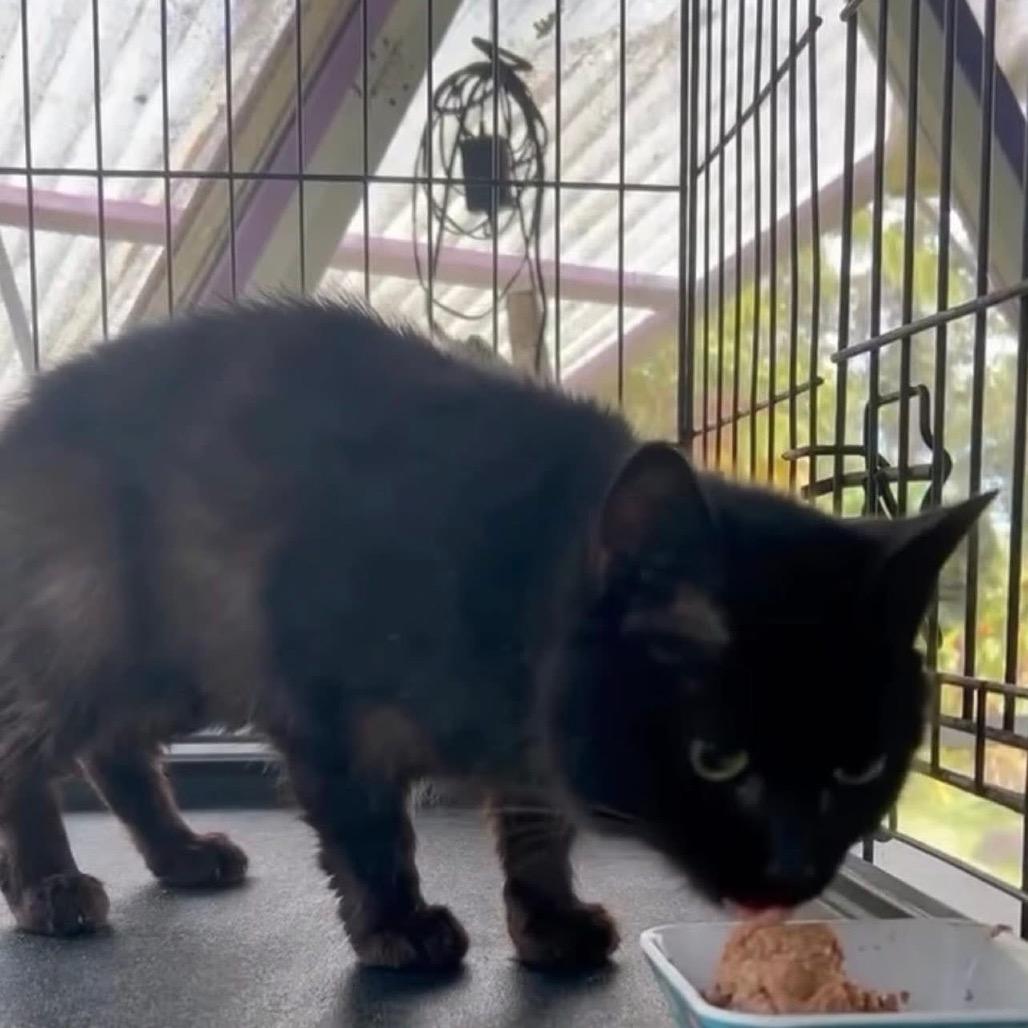 Enlarge Onyx, a Adoptable Domestic Medium Hair in Pahoa, HI image 2/4