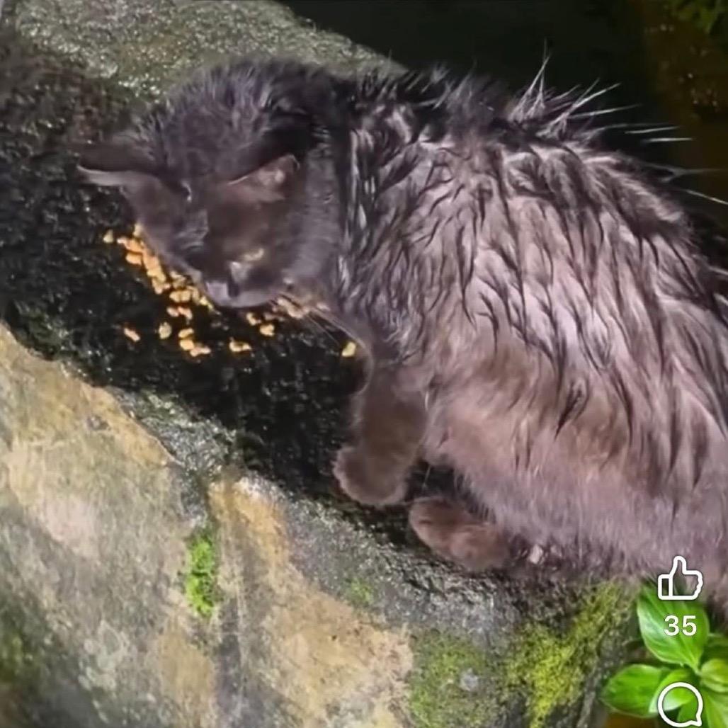 Enlarge Onyx, a Adoptable Domestic Medium Hair in Pahoa, HI image 3/4