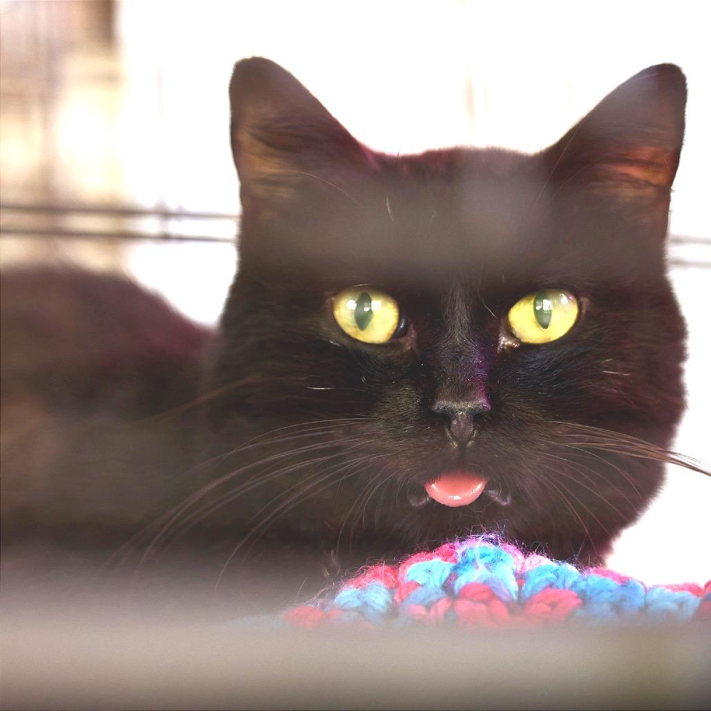 Enlarge Onyx, a Adoptable Domestic Medium Hair in Pahoa, HI image 4/4