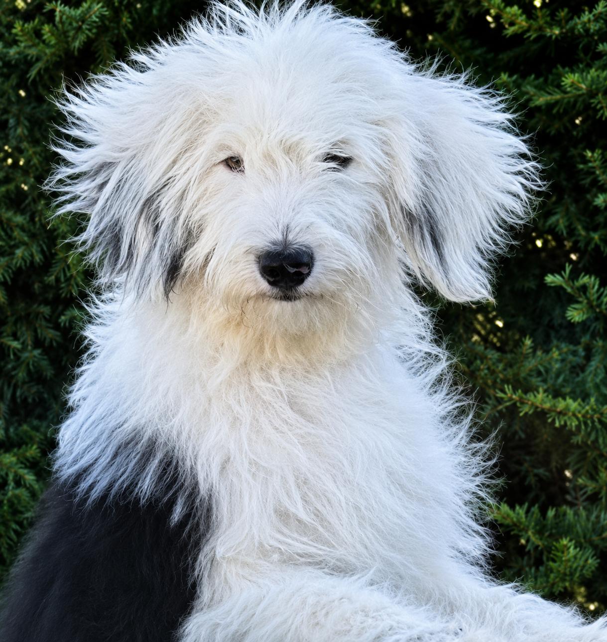 Enlarge Ken, a ADOPTABLE mixed breed in Cerritos, CA image 1/1