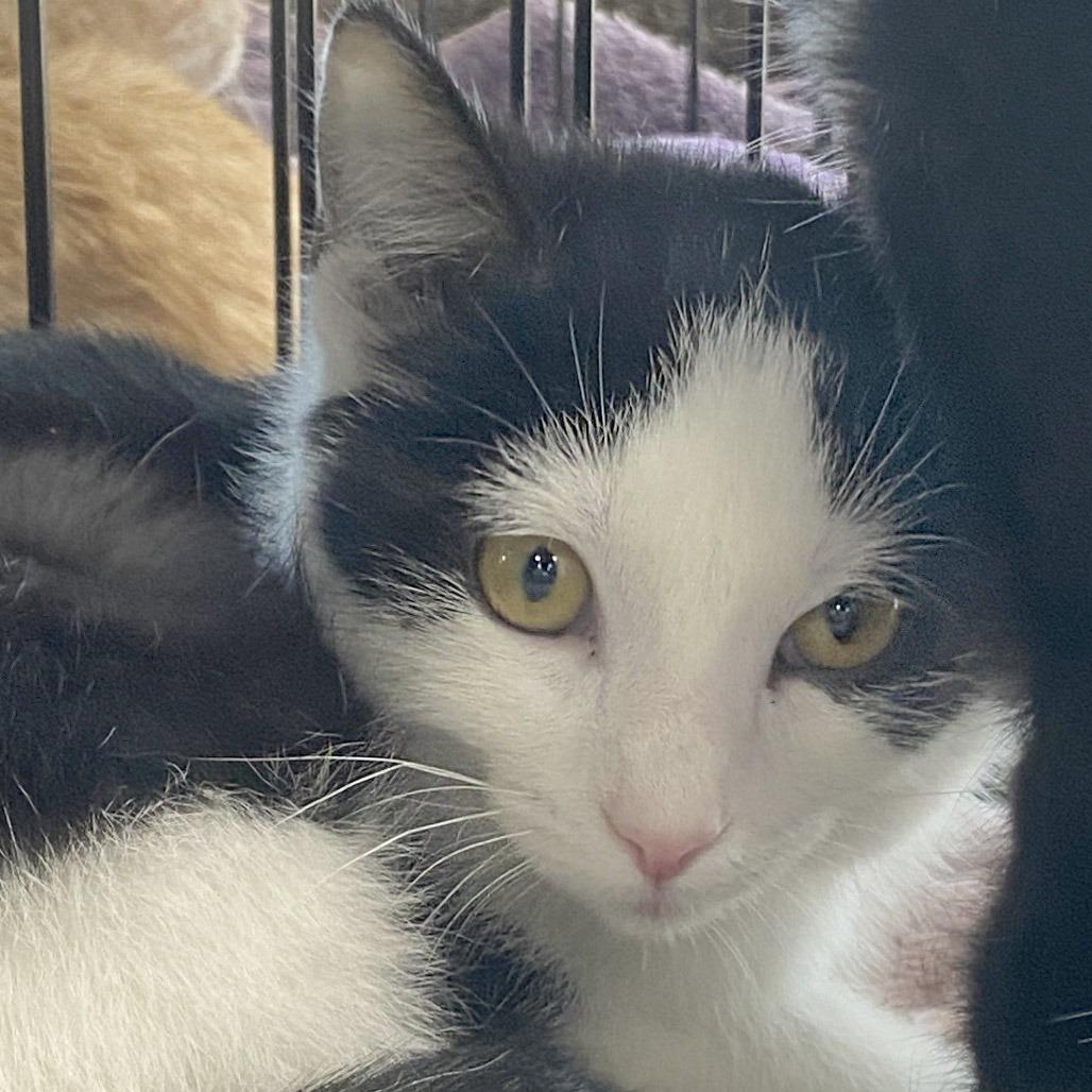 Enlarge Tallahassee, a Adoptable Domestic Short Hair in Potomac, MD image 1/1