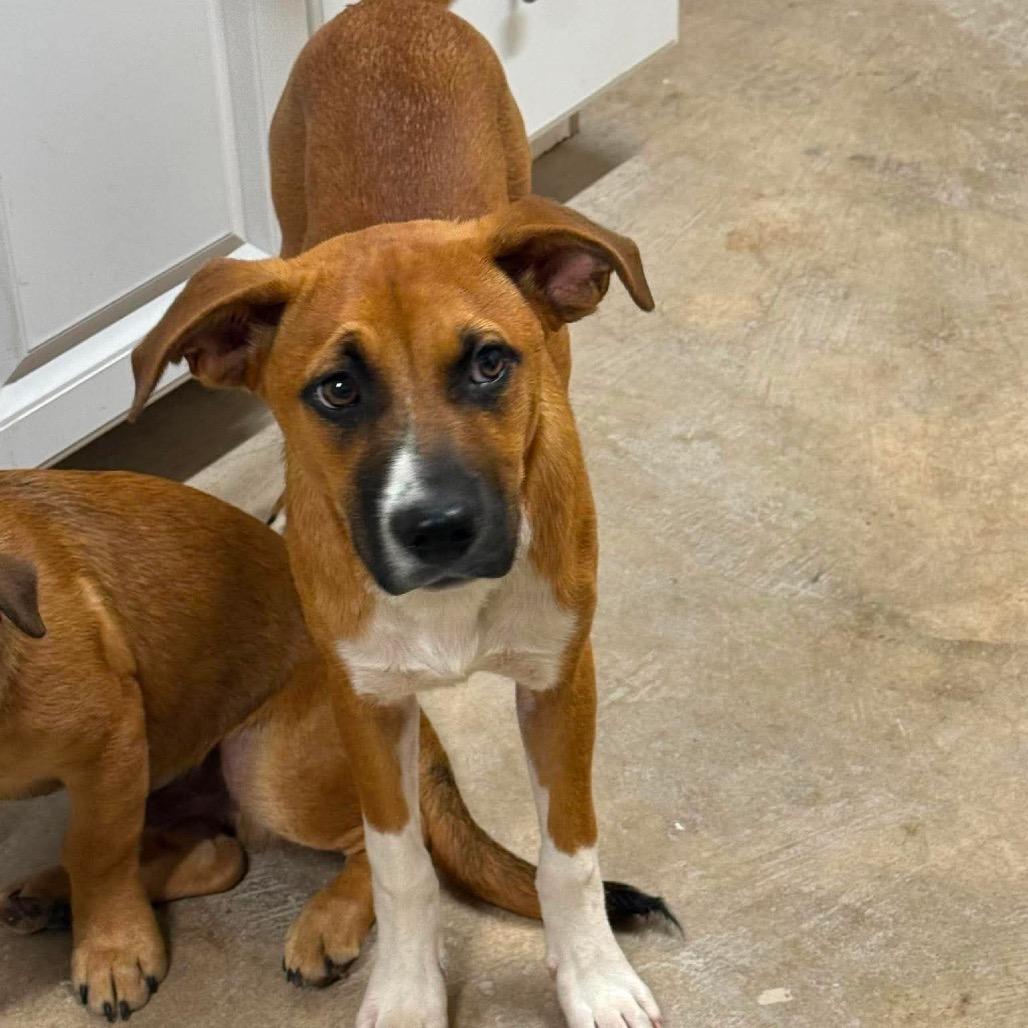 Tate, Adoptable, Young Male Beagle & Norwegian Elkhound.