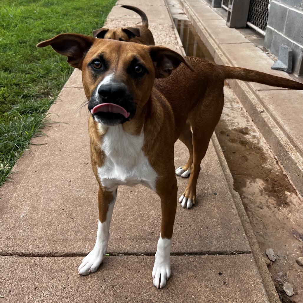 Enlarge Tate, a Adoptable mixed breed in Harrisville, WV image 2/3