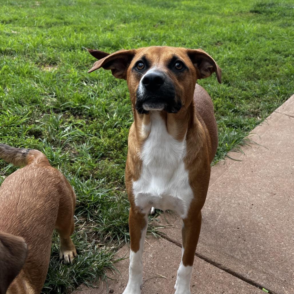 Enlarge Tate, a Adoptable mixed breed in Harrisville, WV image 3/3