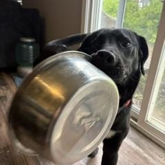 Blue aka Sammy, a Adoptable mixed breed in Indianapolis, IN image 4/5