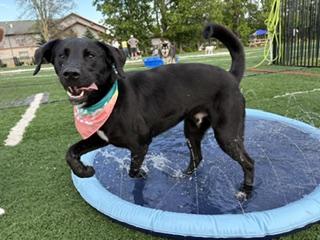 Blue aka Sammy, a Adoptable mixed breed in Indianapolis, IN image 5/5