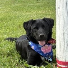 Blue aka Sammy, Adoptable, Young Male Labrador Retriever.