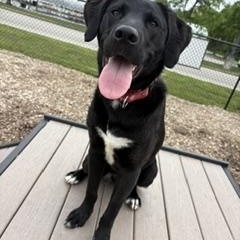 Blue aka Sammy, an adopted mixed breed in Indianapolis, IN image 6/6