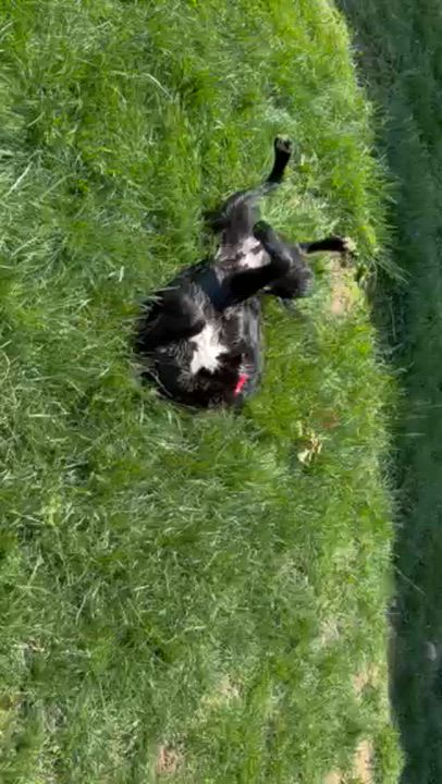 Enlarge Blue aka Sammy, a Adoptable mixed breed in Indianapolis, IN video 2/5