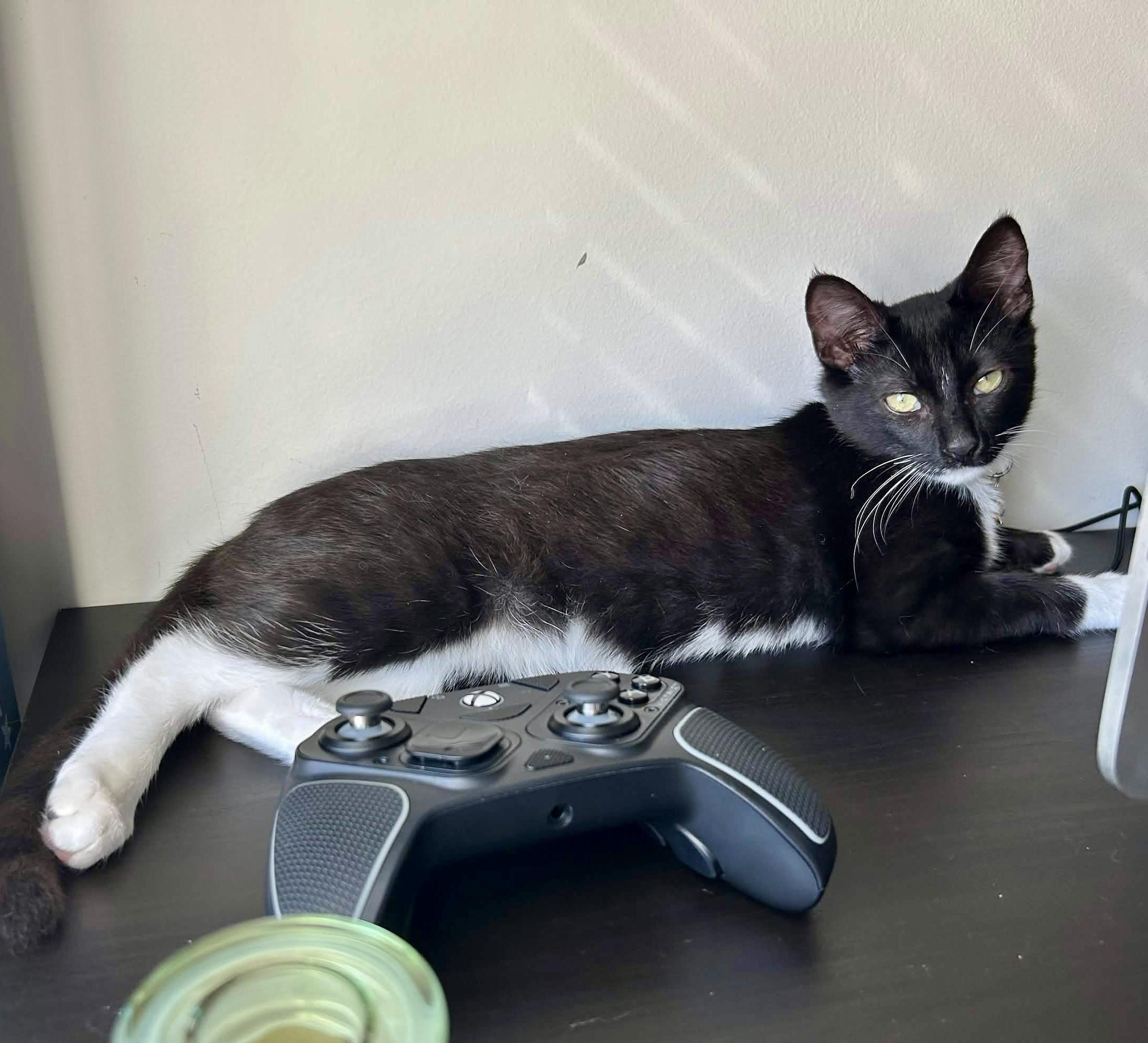 Enlarge Vega Female Kitten Black & White, a Adoptable Domestic Short Hair in Monroe, NC image 2/6