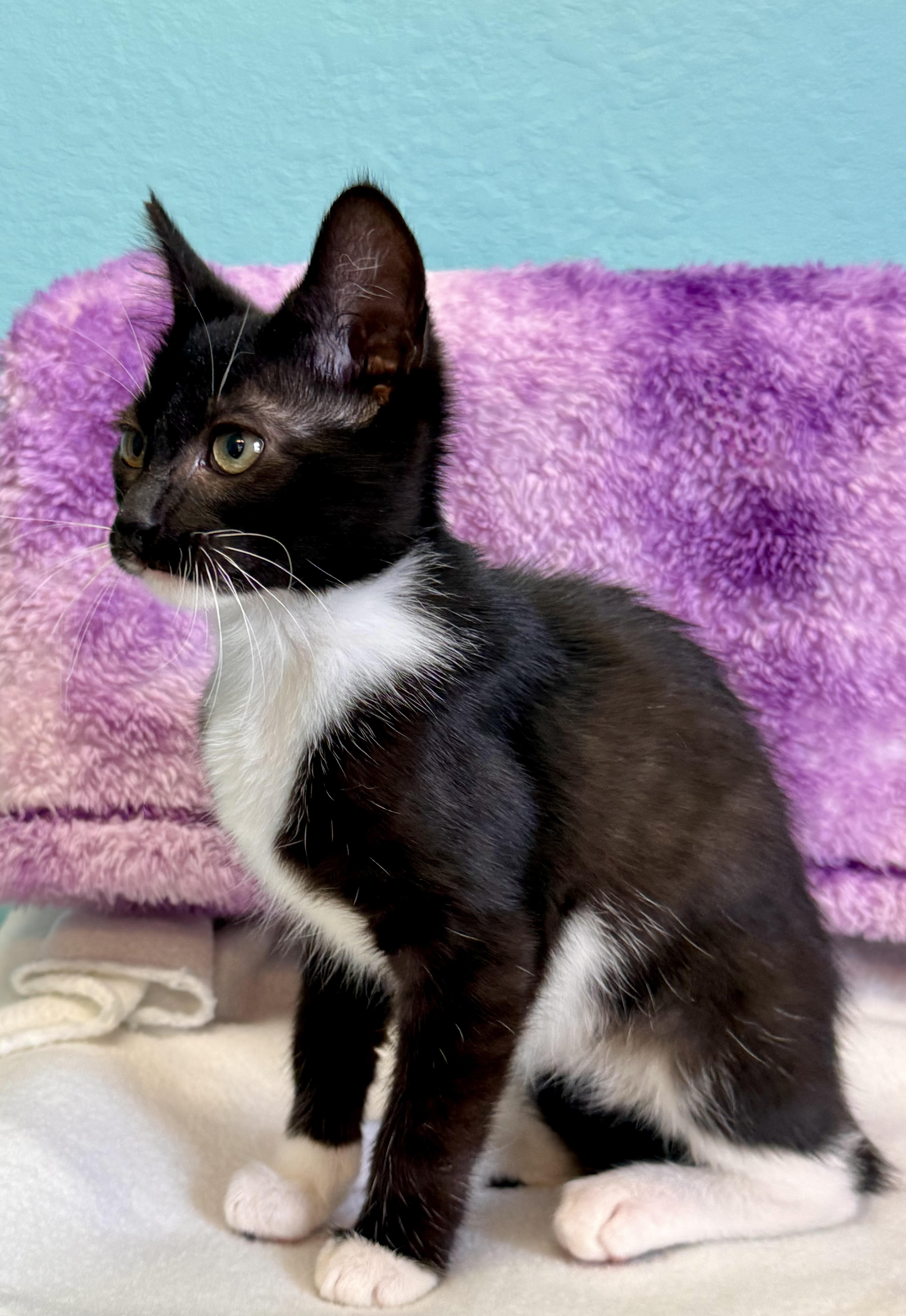 Enlarge Vega Female Kitten Black & White, a Adoptable Domestic Short Hair in Monroe, NC image 5/6