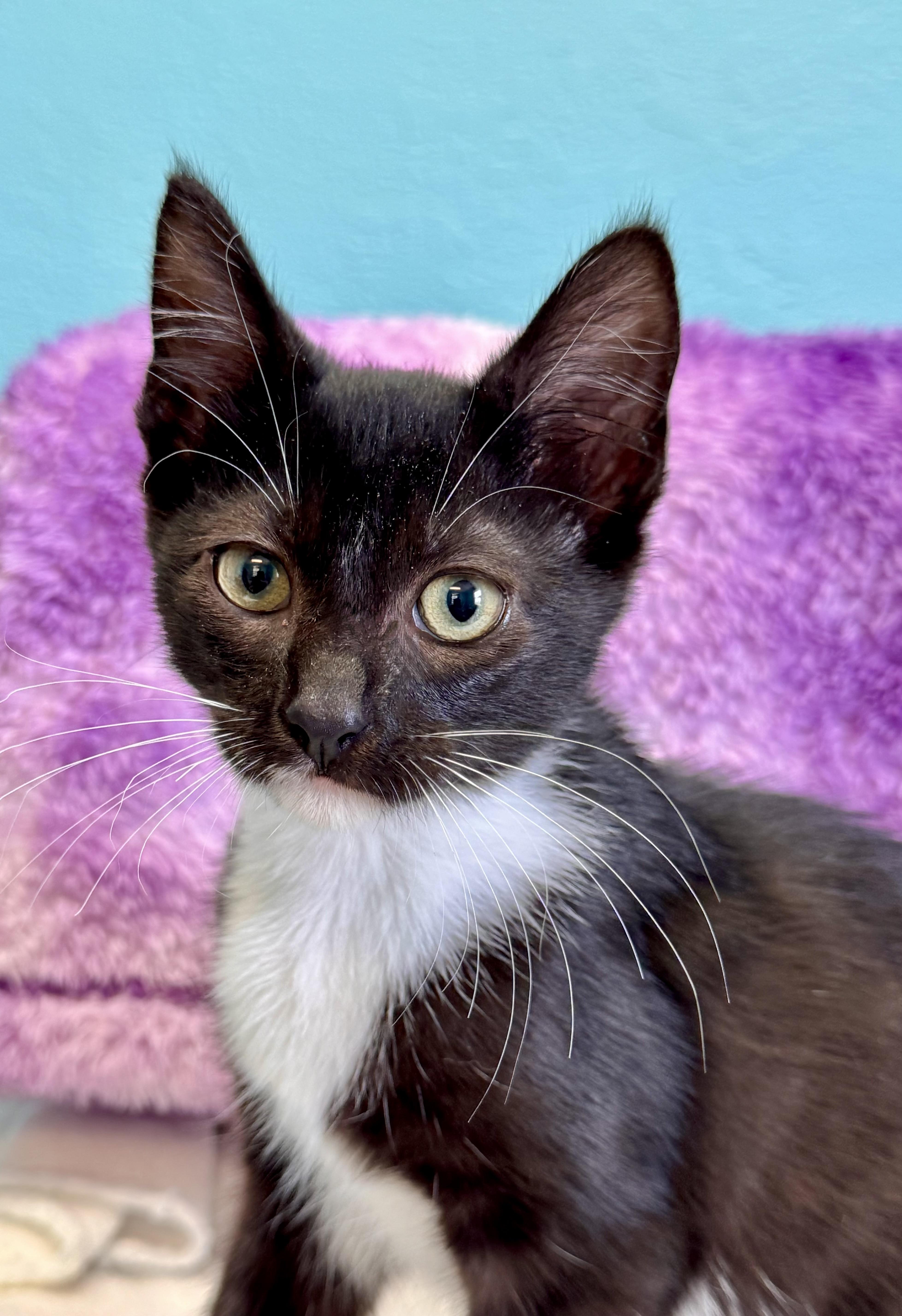 Enlarge Vega Female Kitten Black & White, a Adoptable Domestic Short Hair in Monroe, NC image 1/6