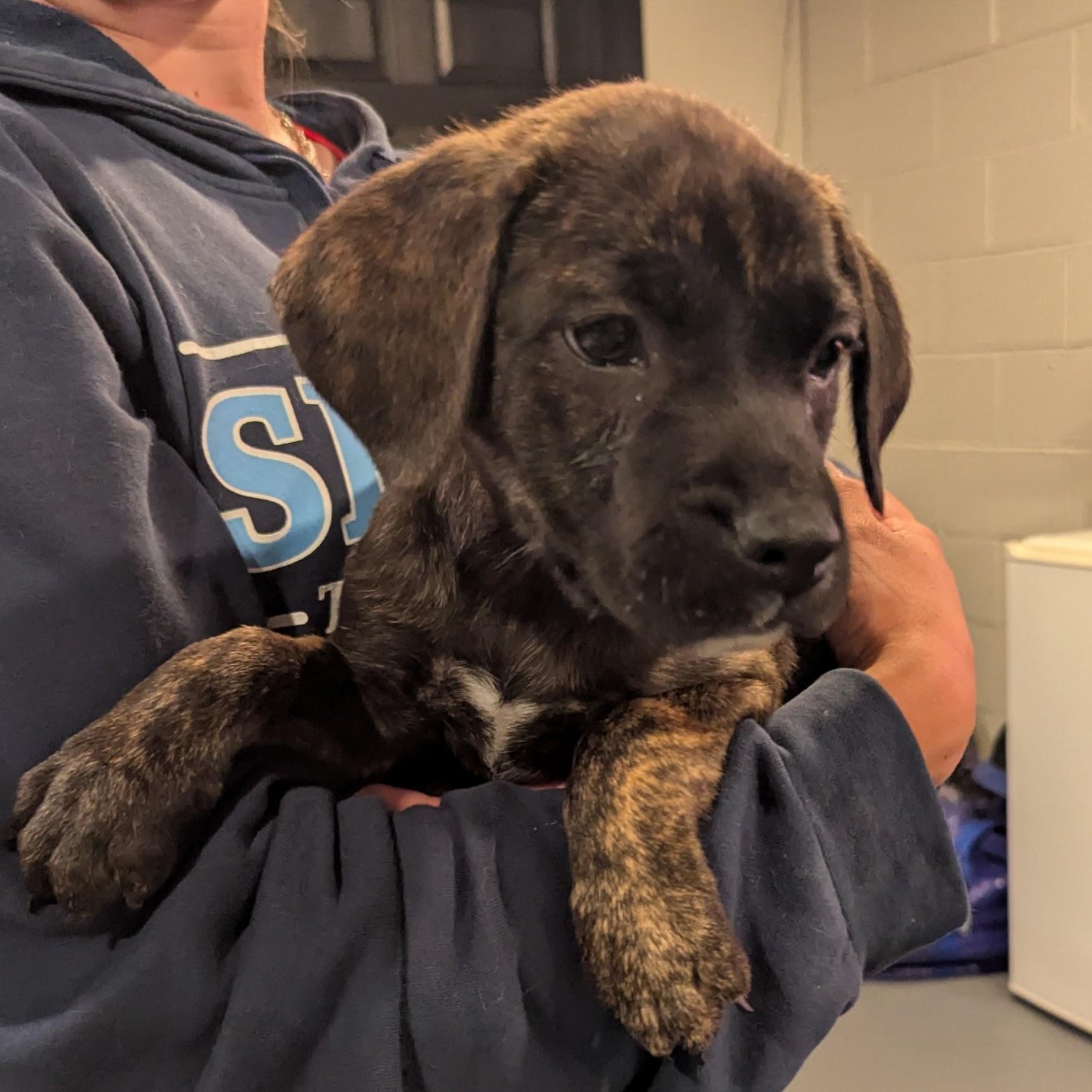 Enlarge Emma, an adoptable mixed breed in Sparta, NJ image 3/4