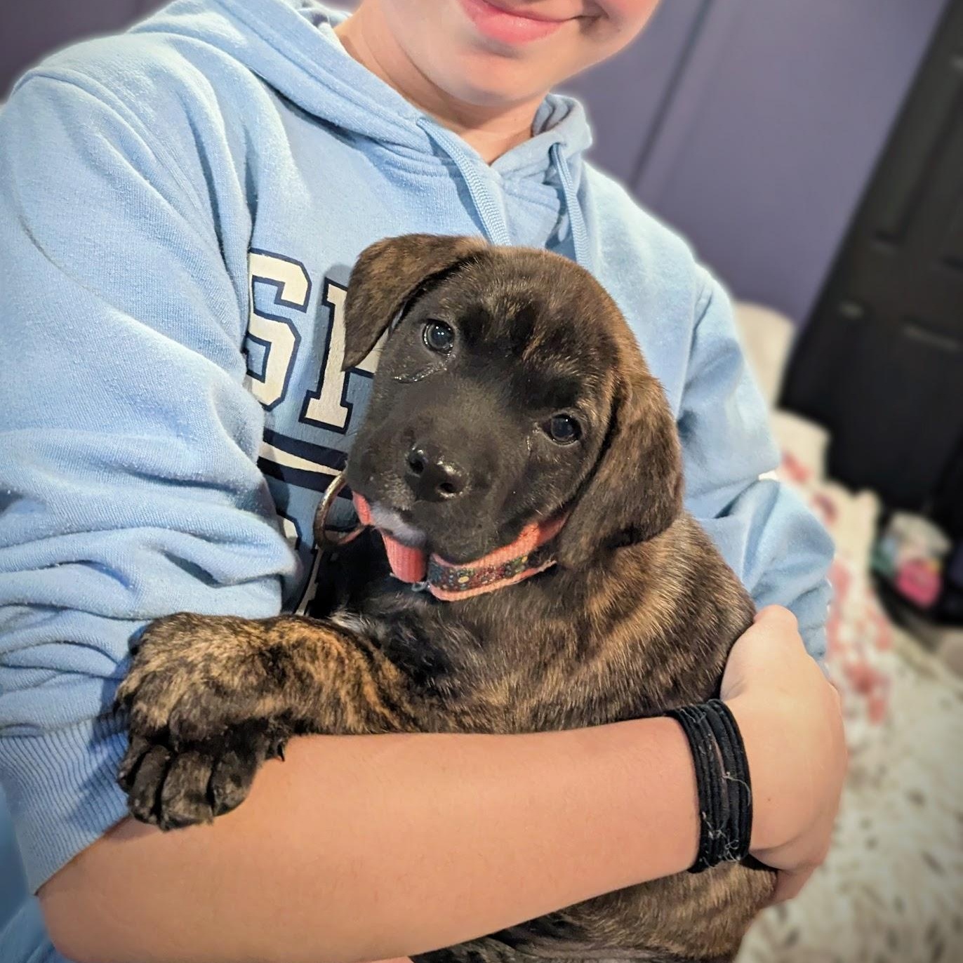 Emma, adoptable, Puppy Female Boxer & Terrier.