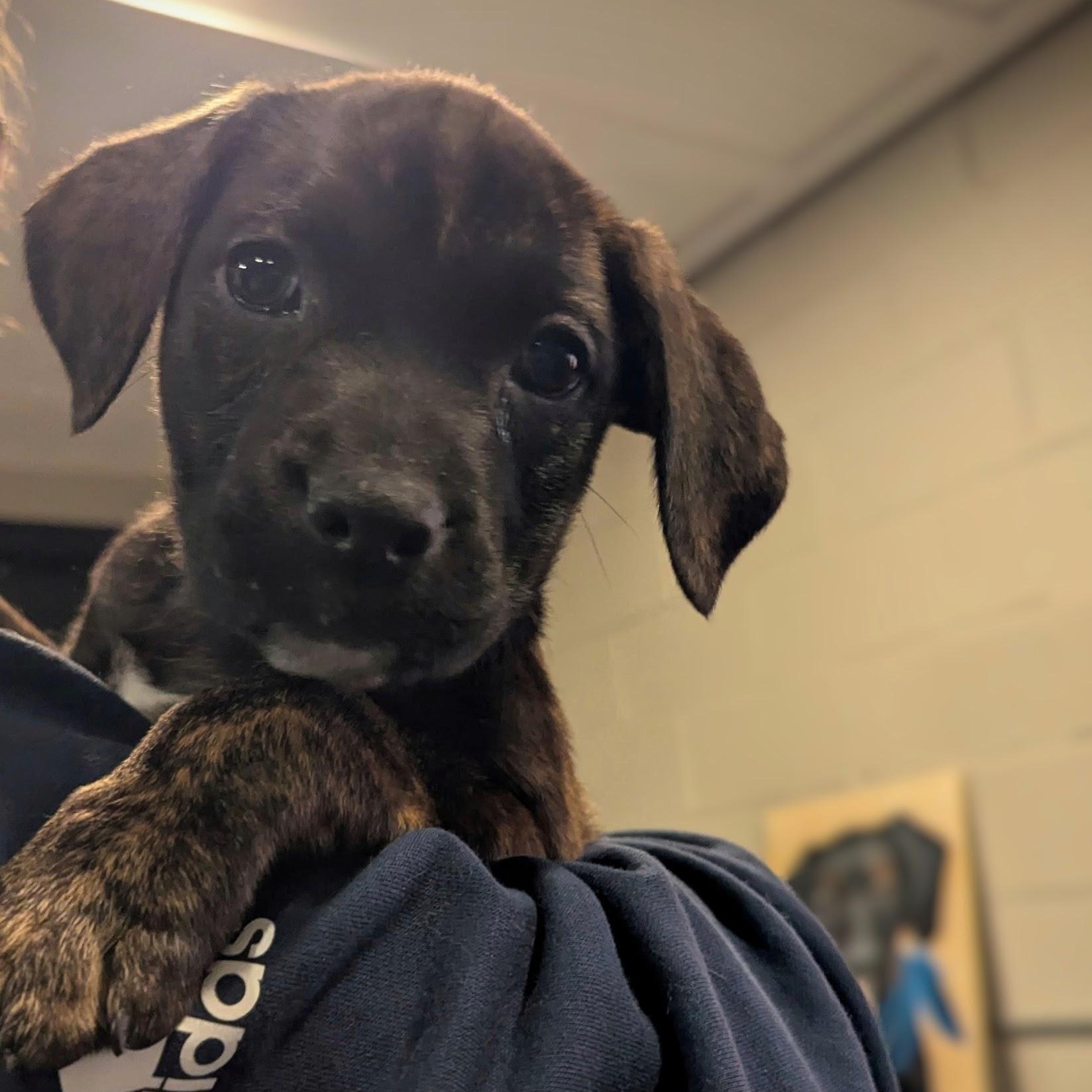 Enlarge Emma, an adoptable mixed breed in Sparta, NJ image 2/4