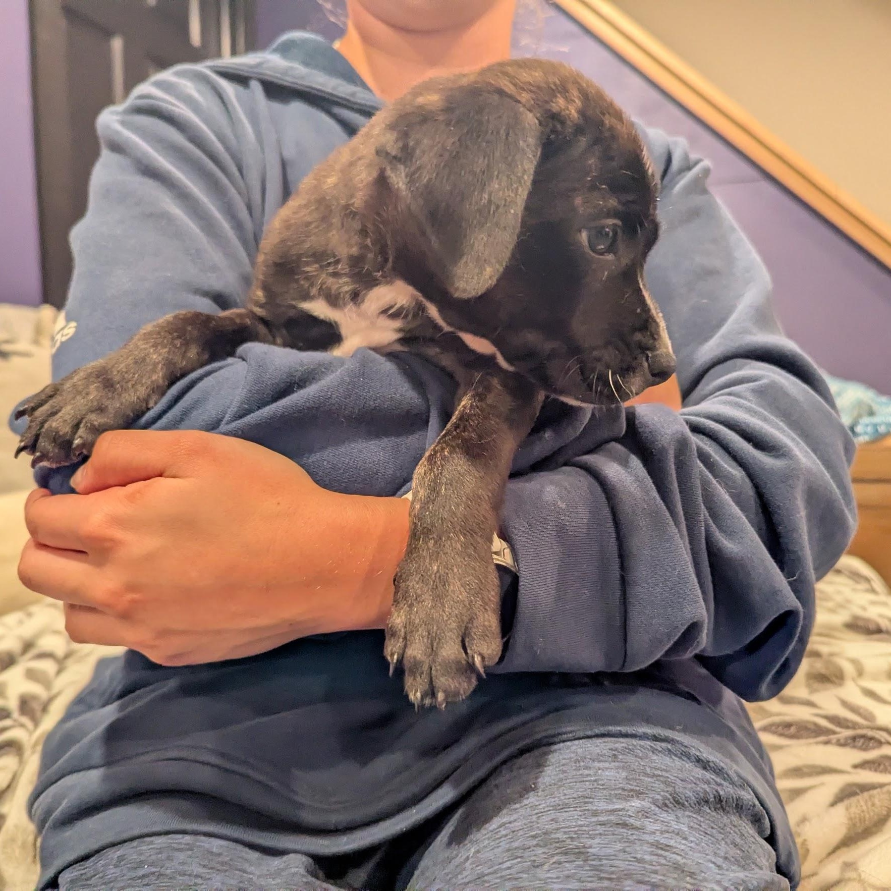 Enlarge Emma, an adoptable mixed breed in Sparta, NJ image 4/4