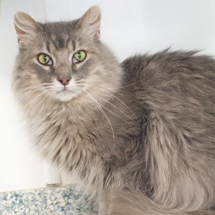 Marie (bonded with Tessa), a Adoptable mixed breed in Verona, WI image 1/3