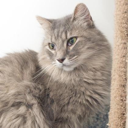 Marie (bonded with Tessa), a Adoptable mixed breed in Verona, WI image 2/3