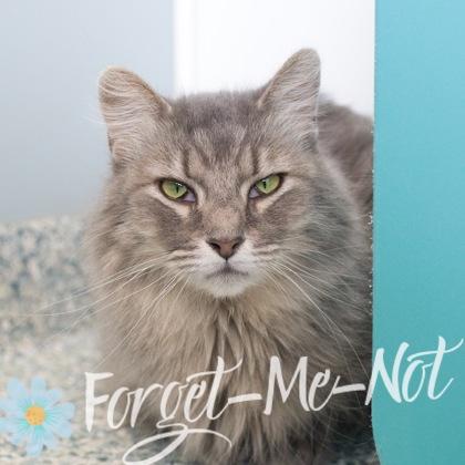 Marie (bonded with Tessa), a Adoptable mixed breed in Verona, WI image 3/3