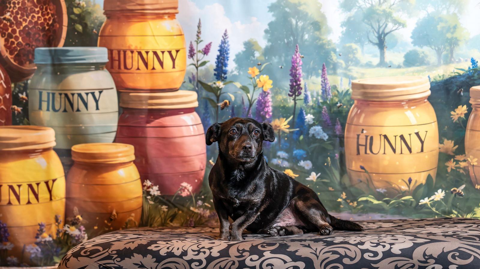 *JACK BE LITTLE (JETT) SQUASH -- DEC 2024, Adoptable, Senior Male Dachshund & Corgi.